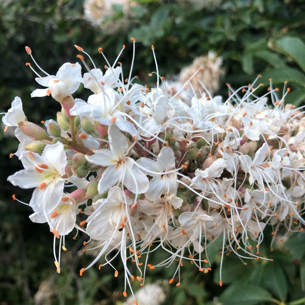 Meet your Posher, Jazzmin